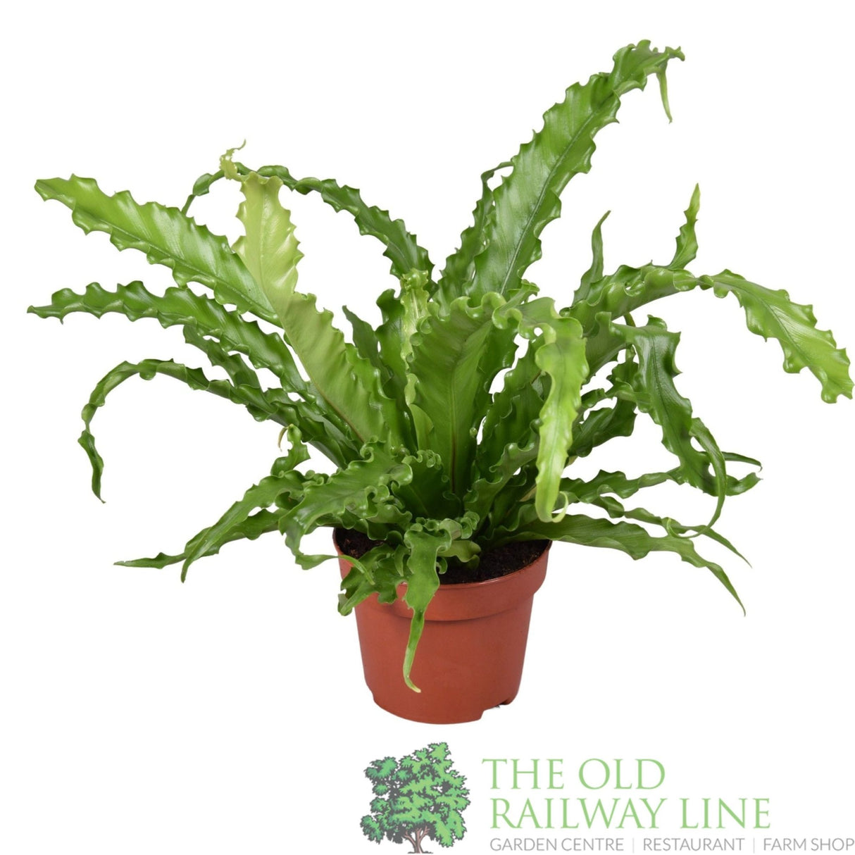 Garden Centre Fresh Asplenium antiquum 'Osaka' 12cm Pot - Old Railway Line Garden Centre