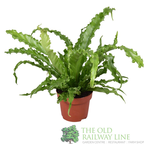 Garden Centre Fresh Asplenium antiquum 'Osaka' 12cm Pot - Old Railway Line Garden Centre