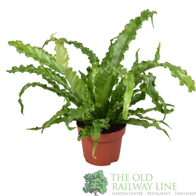Garden Centre Fresh Asplenium antiquum 'Osaka' 12cm Pot - Old Railway Line Garden Centre