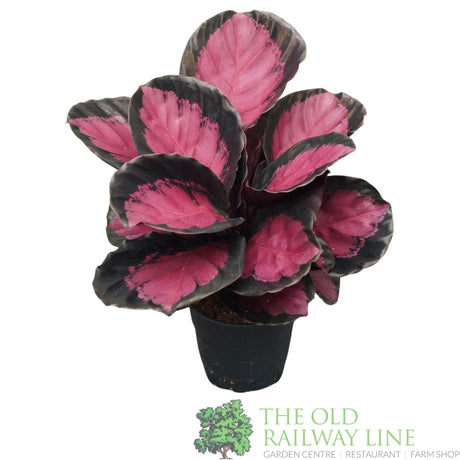 Garden Centre Fresh Calathea roseopicta 'Crimson' 12cm Pot - Old Railway Line Garden Centre