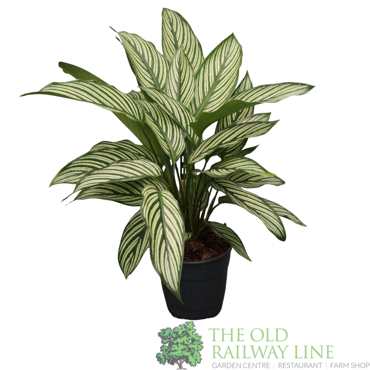 Garden Centre Fresh Calathea 'Vittata' 14cm Pot - Old Railway Line Garden Centre