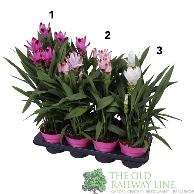 Garden Centre Fresh Curcuma Mixed 14cm Pot (Choice of 3) - Old Railway Line Garden Centre