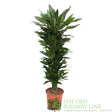 Garden Centre Fresh Dracaena fragrans 'Janet Lind' 140cm Height and 30cm Pot - Old Railway Line Garden Centre