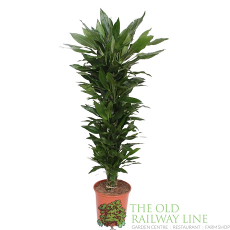 Garden Centre Fresh Dracaena fragrans 'Janet Lind' 140cm Height and 30cm Pot - Old Railway Line Garden Centre