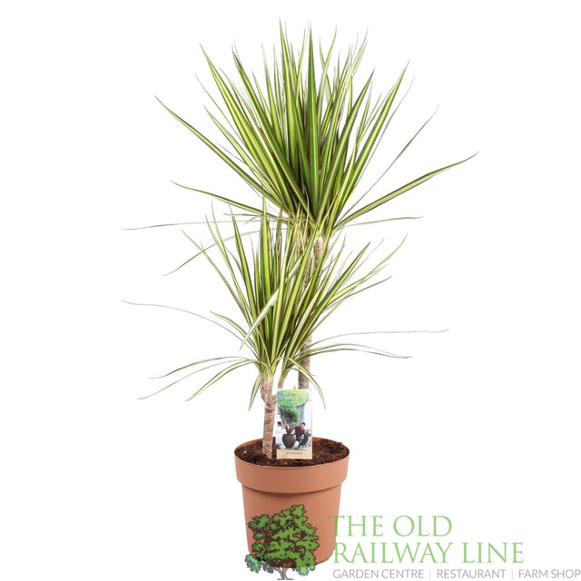 Garden Centre Fresh Dracaena marginata 'Sunray' 21cm Pot - Old Railway Line Garden Centre