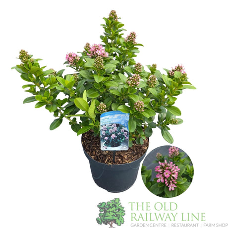 Garden Centre Fresh Escallonia 'Pink Elle' 7.5cm Pot - Old Railway Line Garden Centre
