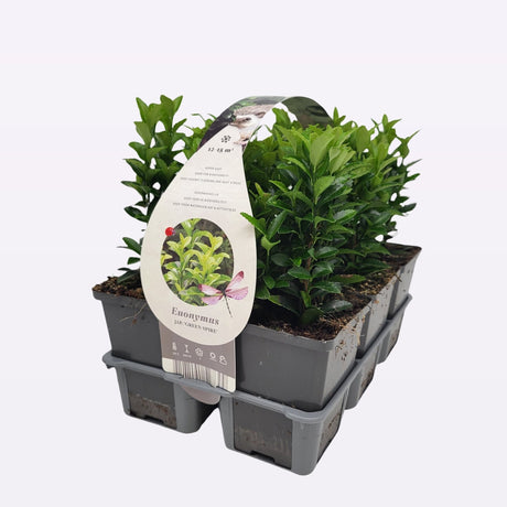 Garden Centre Fresh Euonymus japonicus 'Green Spire' 6 Pack - Old Railway Line Garden Centre
