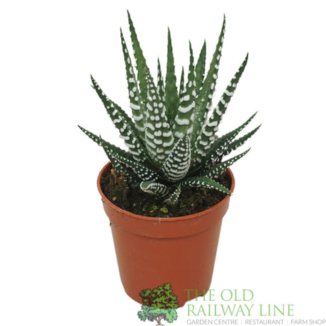 Garden Centre Fresh Haworthia 'Big Band' Mini Houseplant 5.5cm Pot - Old Railway Line Garden Centre