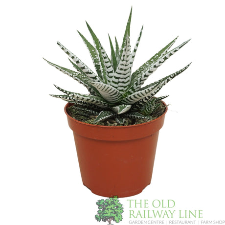 Garden Centre Fresh Haworthia 'Fasciata Alba' 8.5cm Pot - Old Railway Line Garden Centre
