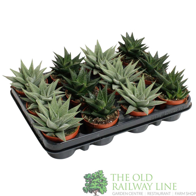 Garden Centre Fresh Haworthia Special Mix 10.5cm - Old Railway Line Garden Centre