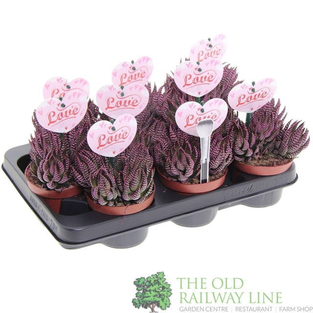 Garden Centre Fresh Haworthia Zebrina Mix 10.5cm - Old Railway Line Garden Centre
