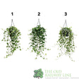 Garden Centre Fresh Hedera Helix Mixed Hanging 19cm Pot (Choice of 3) - Old Railway Line Garden Centre