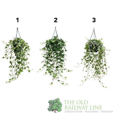 Garden Centre Fresh Hedera Helix Mixed Hanging 19cm Pot (Choice of 3) - Old Railway Line Garden Centre
