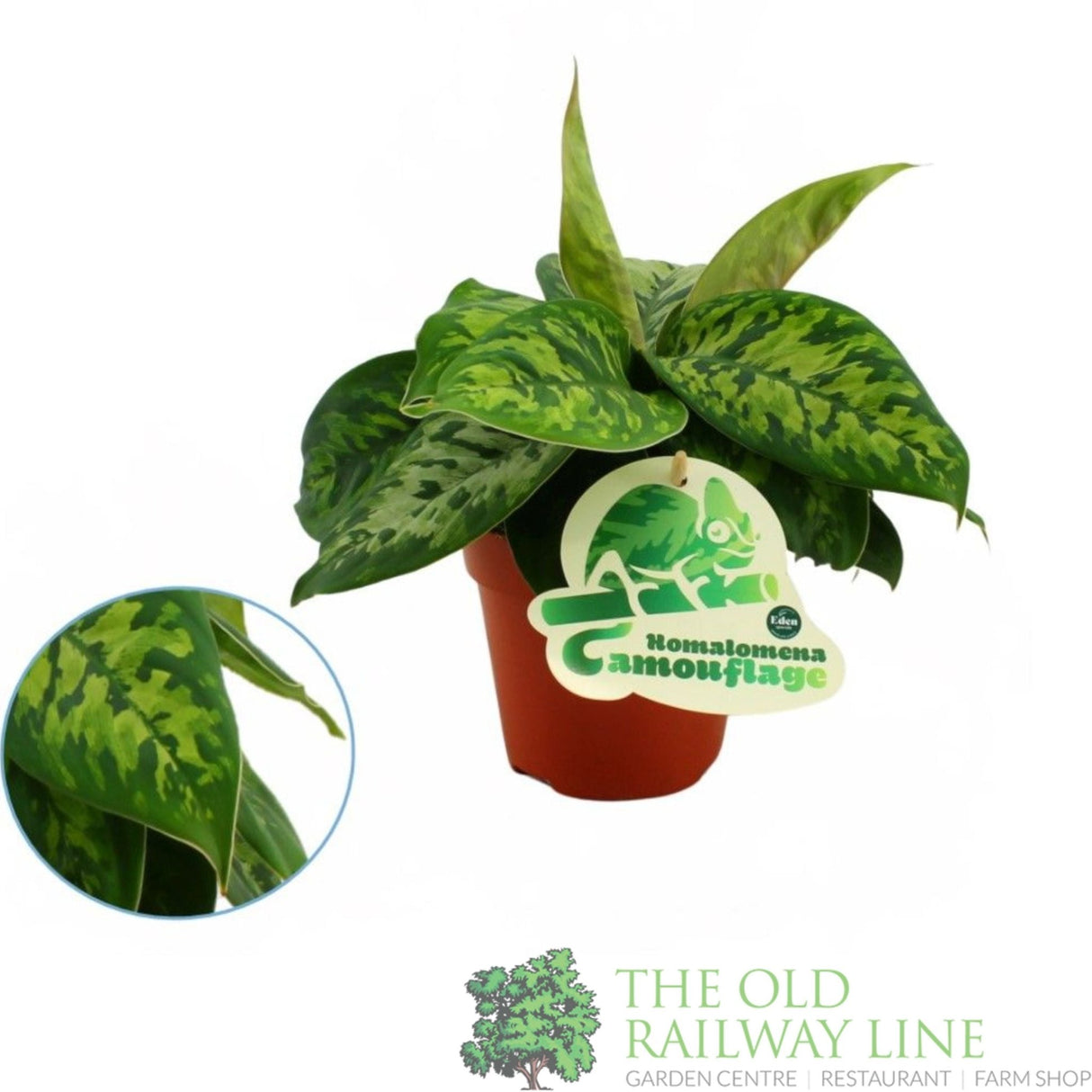 Garden Centre Fresh Homalomena Wallisii 'Camouflage' 12cm Pot - Old Railway Line Garden Centre