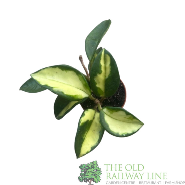 Garden Centre Fresh Hoya carnosa 'Tricolor' 5.5cm Pot - Old Railway Line Garden Centre