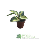 Garden Centre Fresh Hoya carnosa 'Tricolor' 5.5cm Pot - Old Railway Line Garden Centre