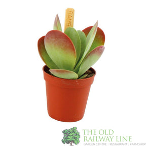Garden Centre Fresh Kalanchoe thyrsiflora 5.5cm Pot - Old Railway Line Garden Centre