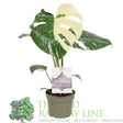 Garden Centre Fresh Monstera 'Thai Constellation' 12cm Pot - Old Railway Line Garden Centre