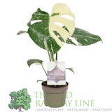 Garden Centre Fresh Monstera 'Thai Constellation' 12cm Pot - Old Railway Line Garden Centre