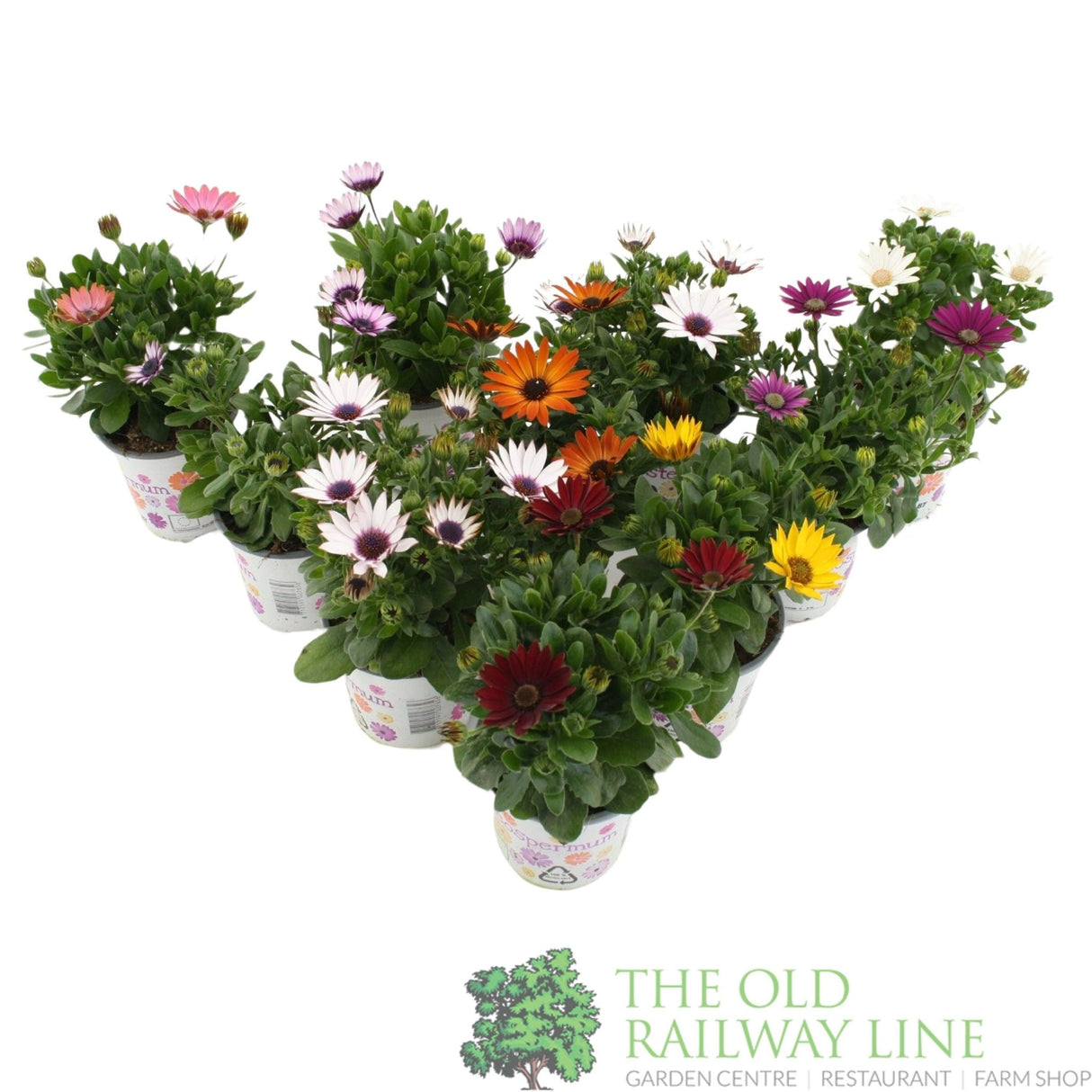 Garden Centre Fresh Osteopurmum Mixed 10.5cm Pot - Old Railway Line Garden Centre