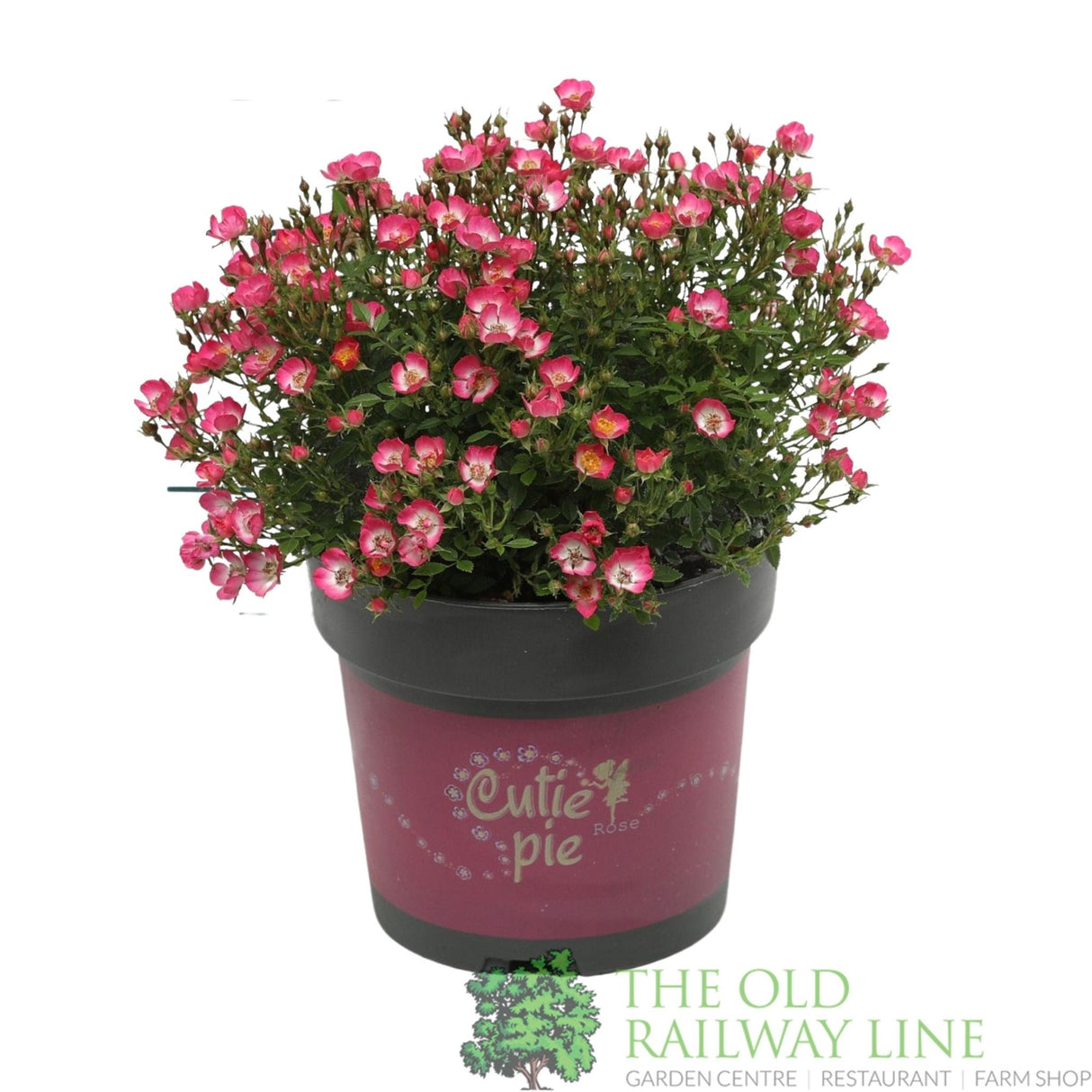 Garden Centre Fresh Rosa Cutie Pie 2Ltr Pot - Old Railway Line Garden Centre