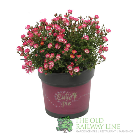 Garden Centre Fresh Rosa Cutie Pie 2Ltr Pot - Old Railway Line Garden Centre
