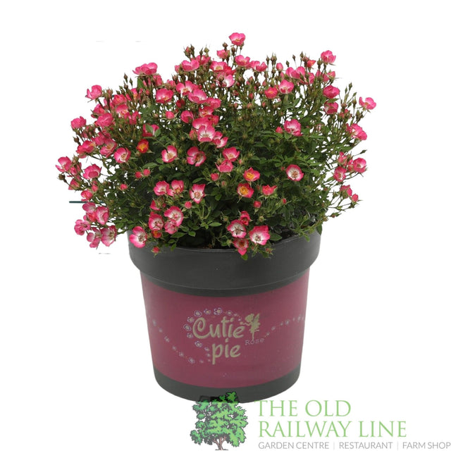 Garden Centre Fresh Rosa Cutie Pie 2Ltr Pot - Old Railway Line Garden Centre