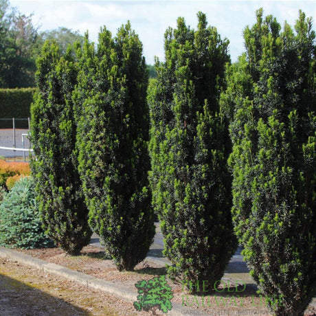 Garden Centre Fresh Taxus Baccata 19cm Pot - Old Railway Line Garden Centre