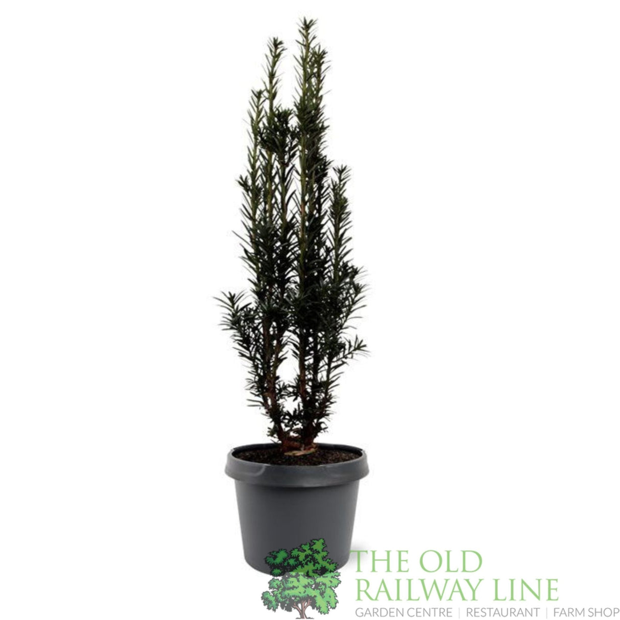 Garden Centre Fresh Taxus Baccata 19cm Pot - Old Railway Line Garden Centre