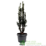 Garden Centre Fresh Taxus Baccata 19cm Pot - Old Railway Line Garden Centre