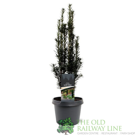 Garden Centre Fresh Taxus Baccata 19cm Pot - Old Railway Line Garden Centre