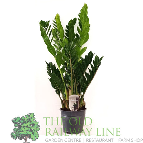 Garden Centre Fresh Zamioculcas 'Zamiifolia' 19cm Pot - Old Railway Line Garden Centre
