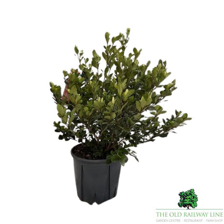 Gardenia 'Kleim's Hardy' Cape Jasmine - 10Ltr Pot - Old Railway Line Garden Centre