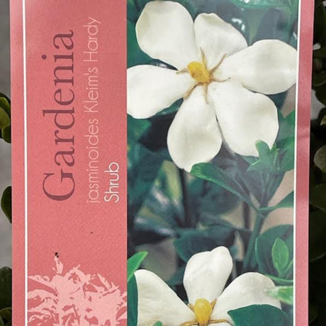 Gardenia 'Kleim's Hardy' Cape Jasmine - 10Ltr Pot - Old Railway Line Garden Centre