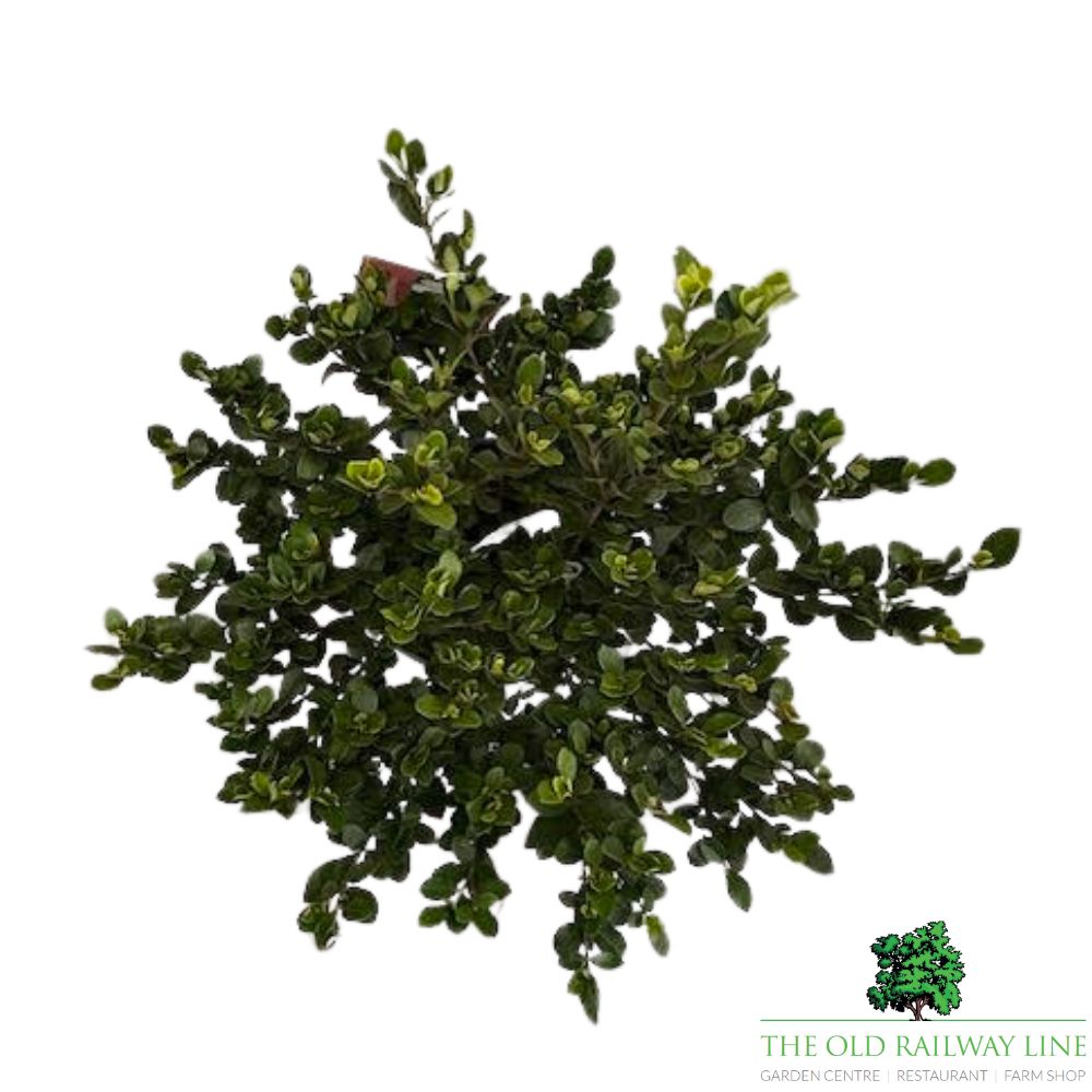Gardenia 'Kleim's Hardy' Cape Jasmine - 10Ltr Pot
