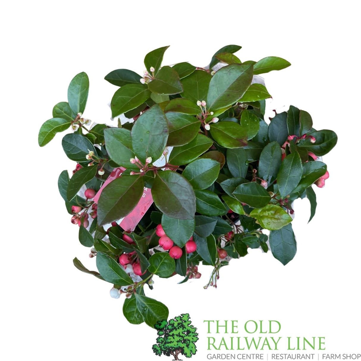 Gaultheria Procumbens Big Berry plant - 12cm Pot