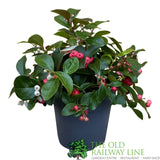 Gaultheria Procumbens Big Berry plant - 12cm Pot