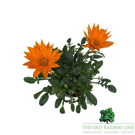 Gazania Giant Deep Orange Plant - 1Ltr Pot - Old Railway Line Garden Centre