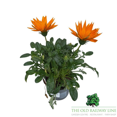 Gazania Giant Deep Orange Plant - 1Ltr Pot - Old Railway Line Garden Centre