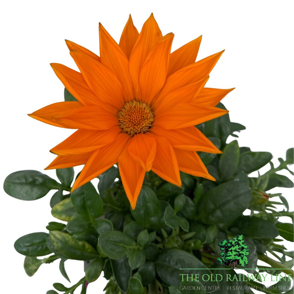 Gazania Giant Deep Orange Plant - 1Ltr Pot