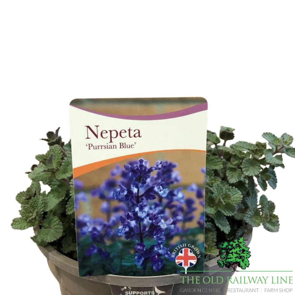 Nepeta × faassenii 'Purrsian Blue' Catmint Plant - 1Ltr Pot