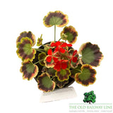 Geranium Variegated 'Contrast' 1Ltr Pot