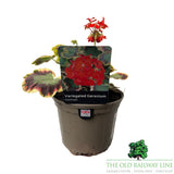 Geranium Variegated 'Contrast' 1Ltr Pot