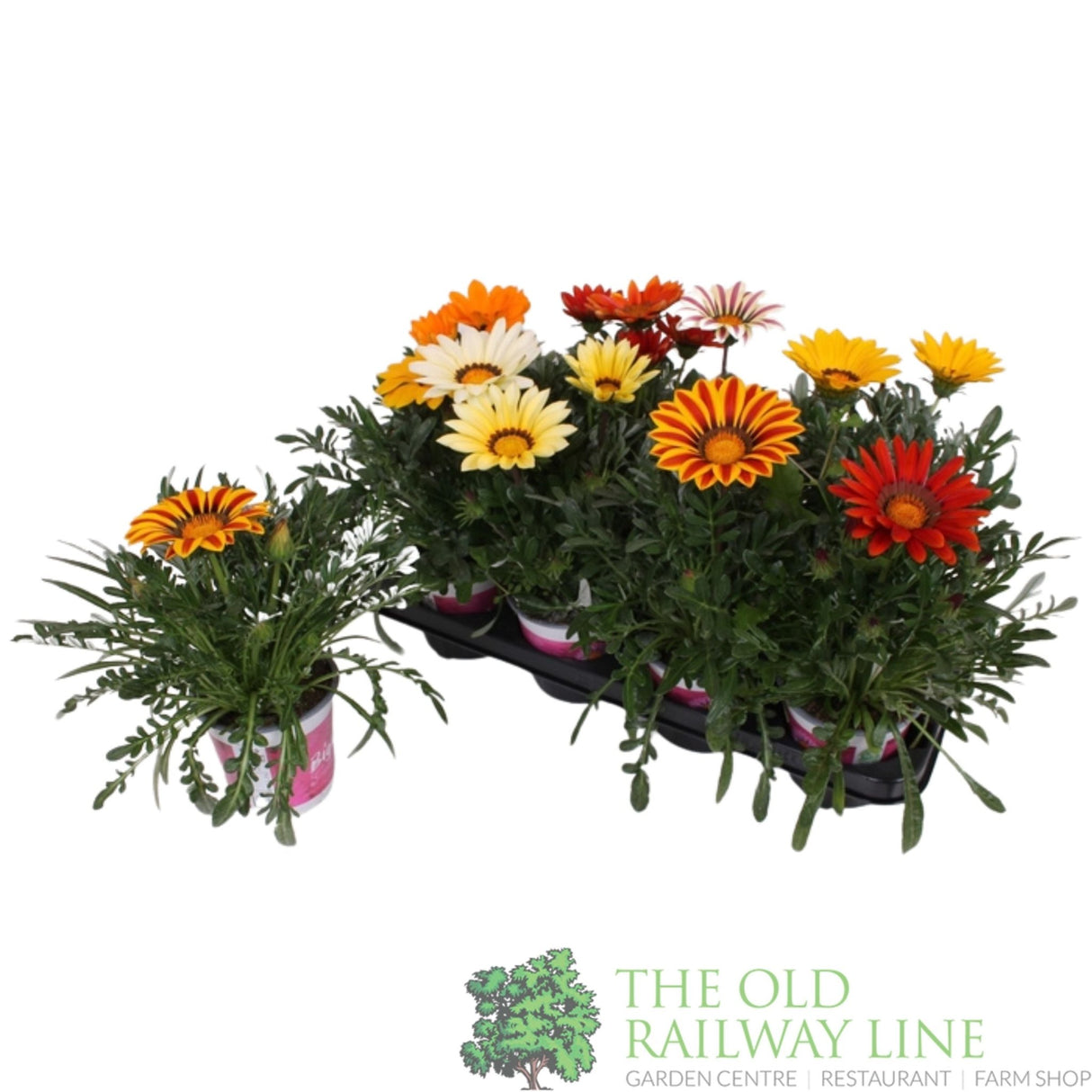 Gazania Rigens 'BigKiss' mixed 13cm Pot - Old Railway Line Garden Centre
