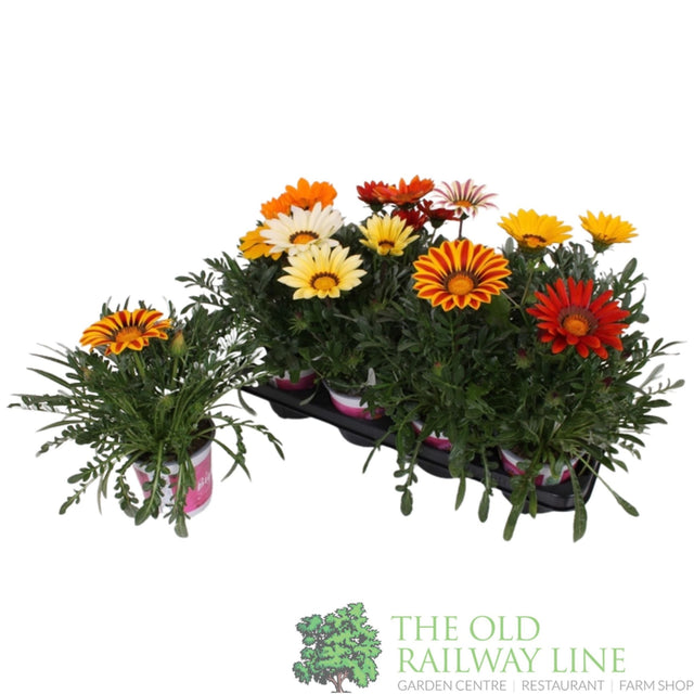 Gazania Rigens 'BigKiss' mixed 13cm Pot - Old Railway Line Garden Centre