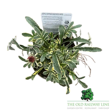 Gazania 'Tiger Eye' Plant - 1ltr Pot - Old Railway Line Garden Centre