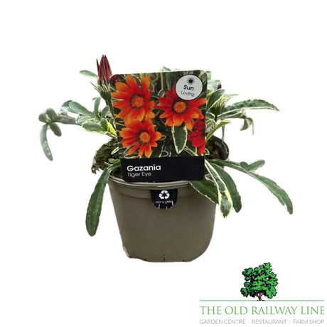 Gazania 'Tiger Eye' Plant - 1ltr Pot - Old Railway Line Garden Centre