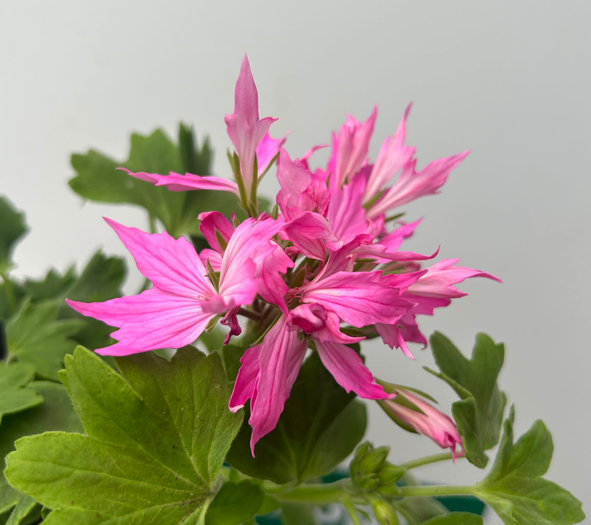Geranium 'Firework' Light Pink - 1Ltr Pot