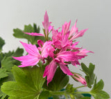 Geranium 'Firework' Light Pink - 1Ltr Pot