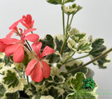 Geranium Variegated 'Frank Headley' Plant - 1Ltr Pot